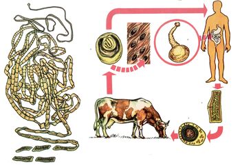 Pour un helminthes très commun, le ténia bovin, une vache agit comme un hôte intermédiaire et une personne est la dernière. 