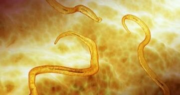 parasites des oxyures dans le corps humain