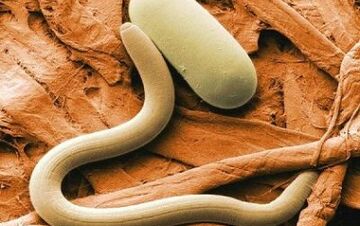 types de parasites de contact dans le corps humain