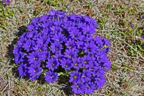 racine de fièvre provenant de parasites dans le corps