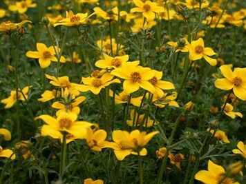 un certain nombre de parasites dans le corps