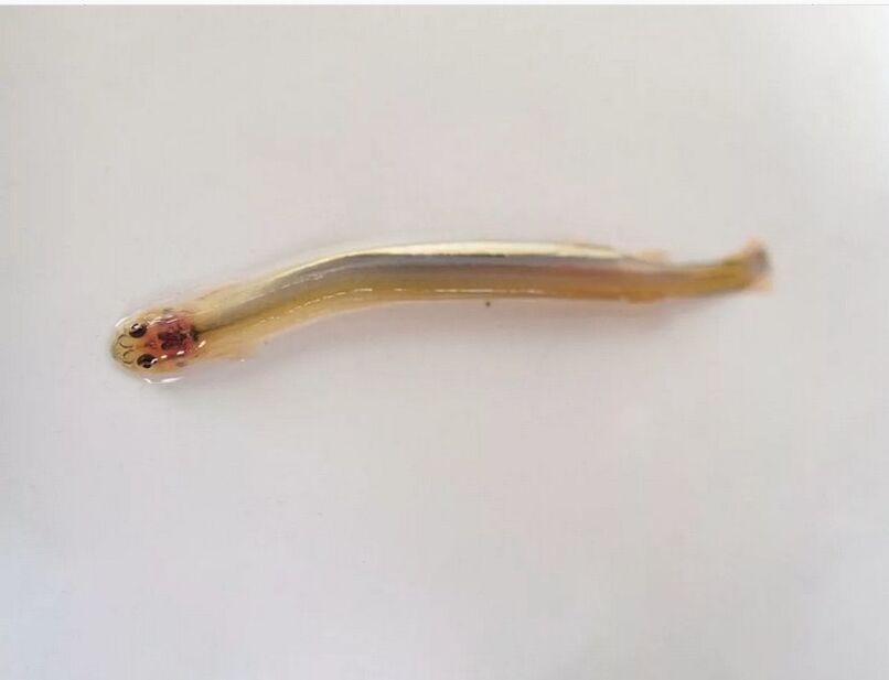 Moustached Wandellia - un poisson parasite dangereux