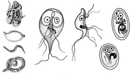 Les parasites les plus simples du corps humain